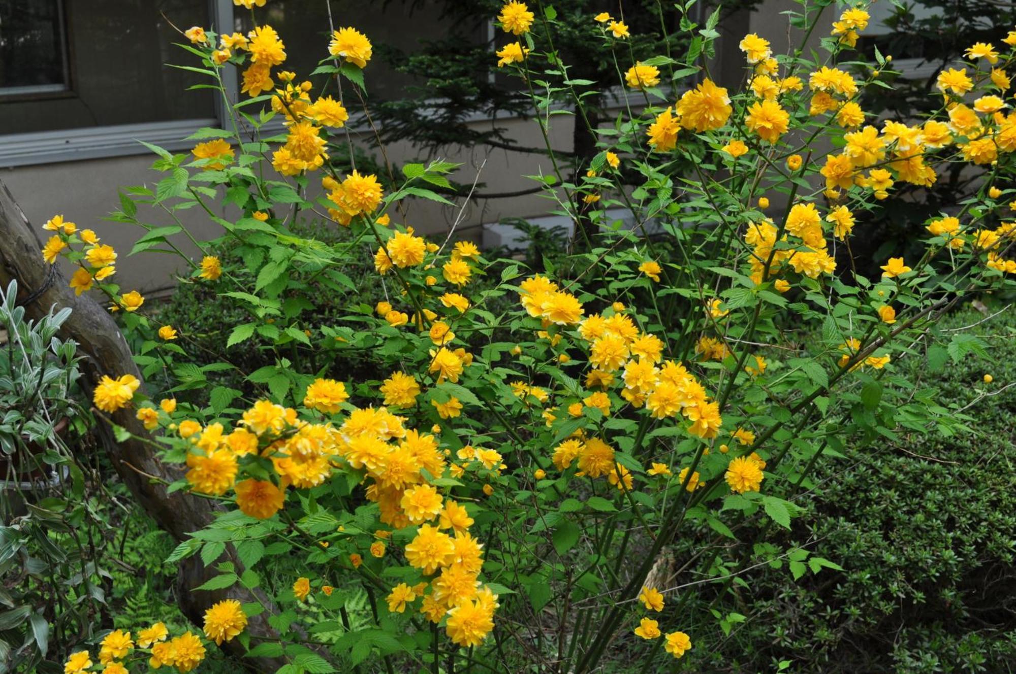 Yudanaka Yumoto Hotel Yamanouchi  Luaran gambar